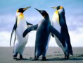 /album/isa/penguins-jpg/