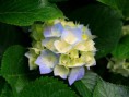 /album/isa/hydrangeas-jpg/