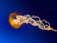/album/isa/jellyfish-jpg/